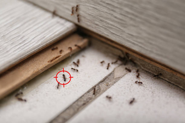 Best Bed Bug Extermination  in Radford, VA