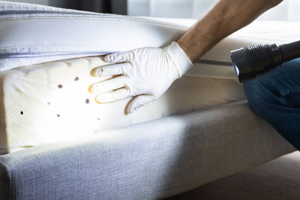 Best Pest Control Near Me  in Radford, VA